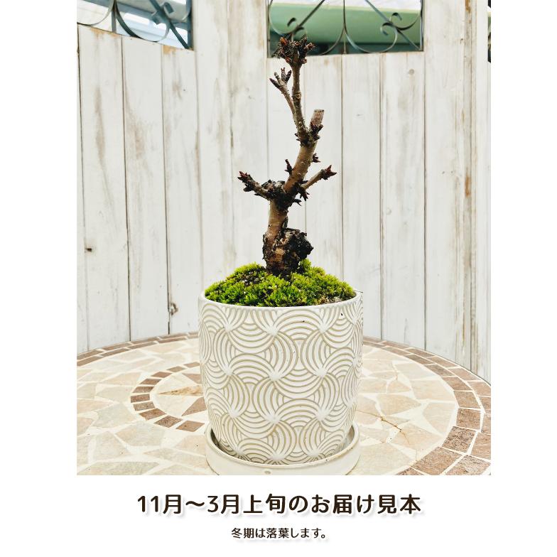 桜盆栽一才桜旭山（あさひやま）INリヒトポット 選べる鉢9パターン 4号