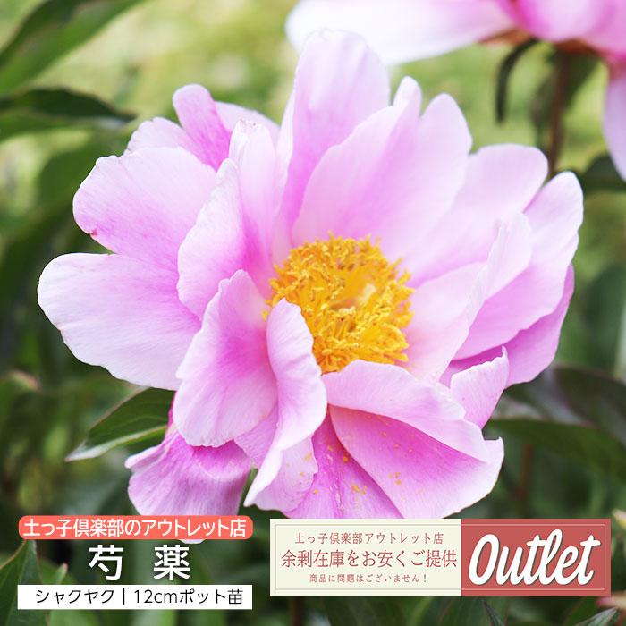 アウトレット 芍薬 シャクヤク 12cmポット苗(2個セット) : 花 アウトレット 芍薬 シャクヤク 12cmポット苗(2個セット) : 花