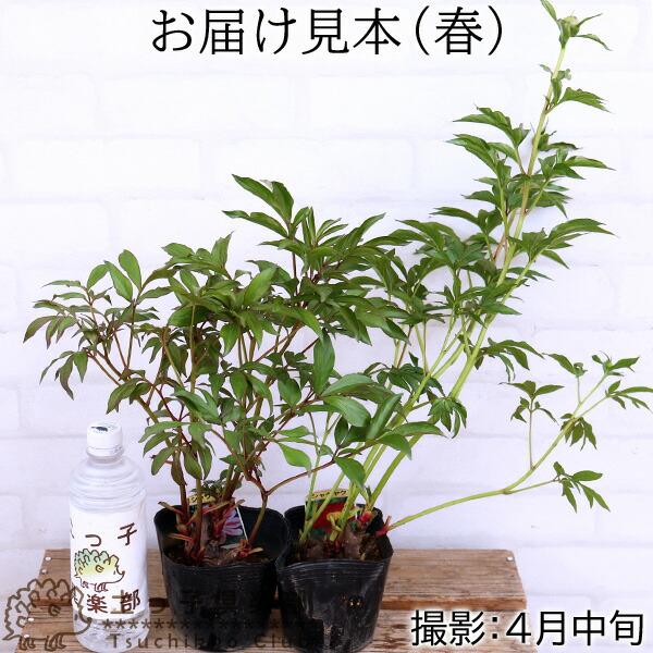 アウトレット 芍薬 シャクヤク 12cmポット苗（2個セット） : 花と緑の
