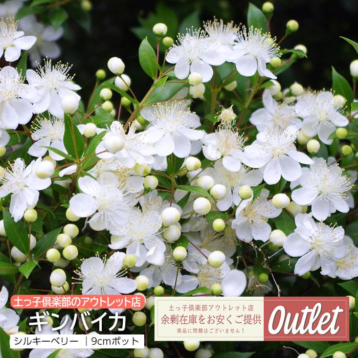 アウトレット ギンバイカ 銀梅花 白実 シルキーベリー 9cmポット苗 珍種（Yahoo!・花と緑の専門店 土っ子倶楽部）