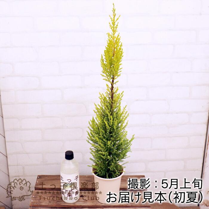コニファ 10号鉢 ゴールドクレスト 4鉢セット ゴールドクレスト開店・御祝い・庭木ガーデニング・花壇などに高品質