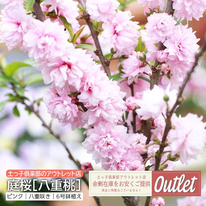アウトレット 庭桜 ニワザクラ 八重咲き ピンク 6号鉢植え : 花 アウトレット 庭桜 ニワザクラ 八重咲き ピンク 6号鉢植え : 花
