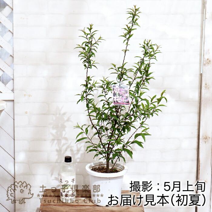 アウトレット 庭桜 ニワザクラ 八重咲き ピンク 6号鉢植え : 花 アウトレット 庭桜 ニワザクラ 八重咲き ピンク 6号鉢植え : 花
