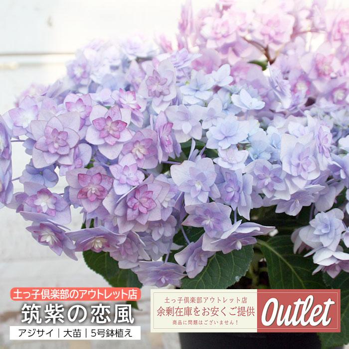アウトレット アジサイ 筑紫の恋風 5号鉢植え 福岡のあじさい（2027年