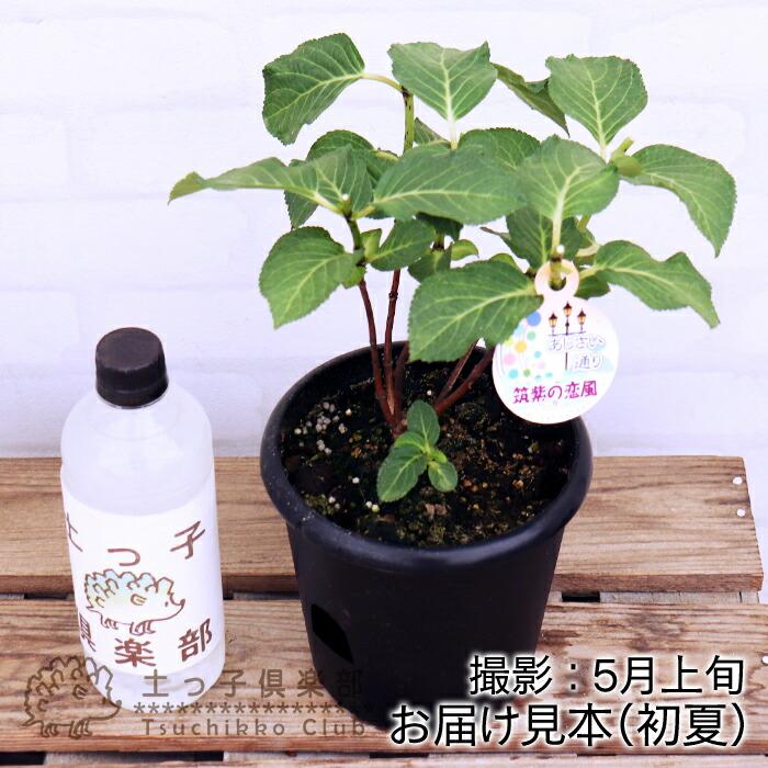 アウトレット アジサイ 筑紫の恋風 5号鉢植え 福岡のあじさい（2027年