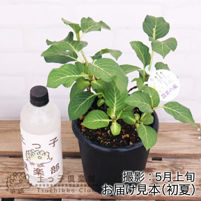 アウトレット アジサイ 筑紫の風 5号鉢植え 福岡のあじさい（2027年