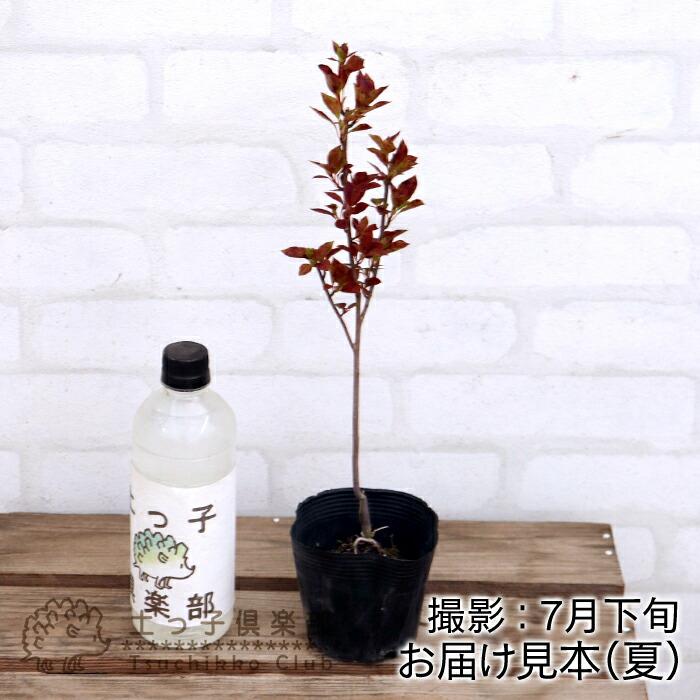 アウトレット ドウダンツツジ （品種不明）9cmポット苗 紅葉 : 花と緑