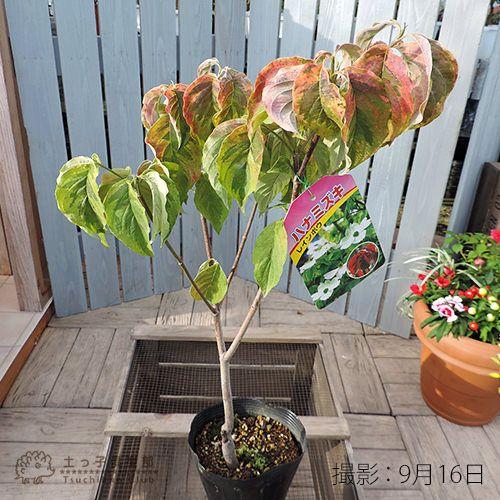 ハナミズキ 『 レインボー 』 13.5cmポット苗 : 花と緑の専門店 土っ子