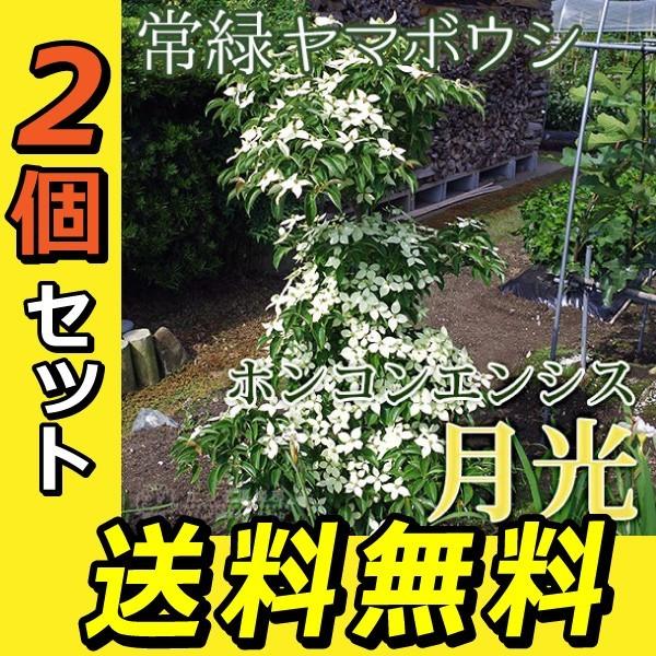 常緑ヤマボウシ 『 ホンコンエンシス （ 月光 ） 』 2個セット 送料