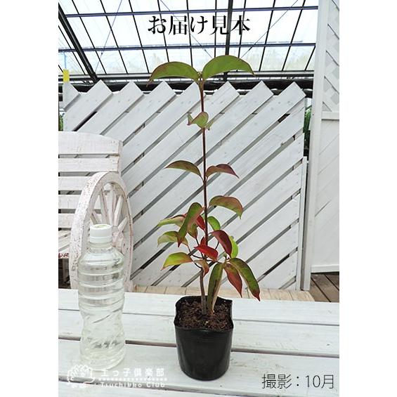 常緑ヤマボウシ 『 ホンコンエンシス （ 月光 ） 』 挿し木 10.5cm