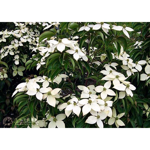 常緑ヤマボウシ 『 ホンコンエンシス （ 月光 ） 』 挿し木 10.5cm