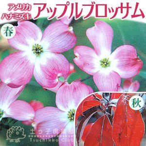 ハナミズキ　アップルブロッサム ハナミズキ 『 アップルブロッサム 』 5号鉢植え 花芽付き : 花と緑の