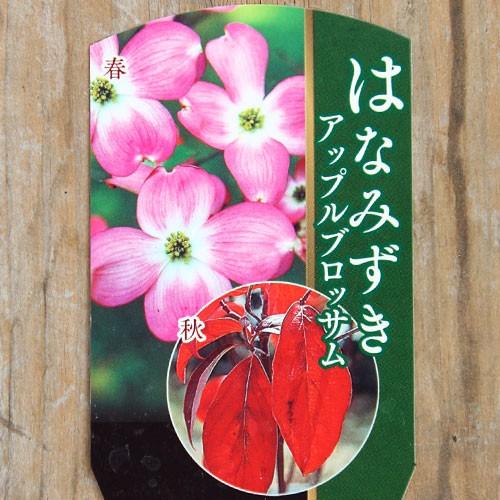 ハナミズキ 『 アップルブロッサム 』 13.5cmポット 苗木 : 花と緑の