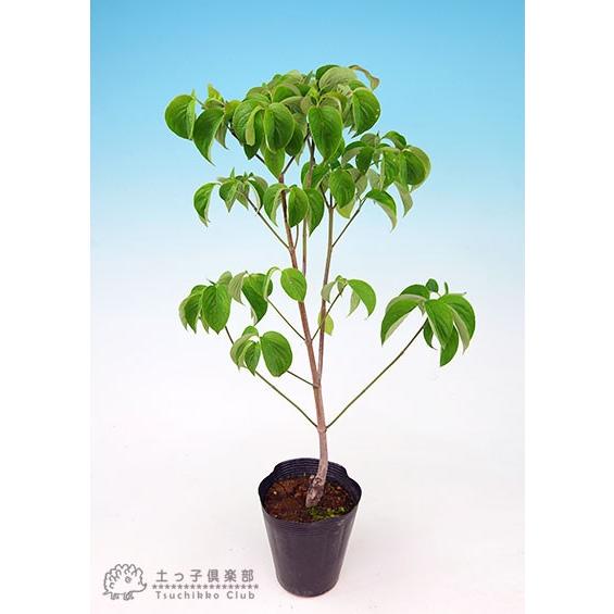 ハナミズキ 『 アップルブロッサム 』 13.5cmポット 苗木 : 花と緑の