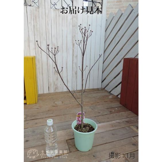 ハナミズキ 『 アップルブロッサム 』 5号鉢植え 花芽付き : 花と緑の