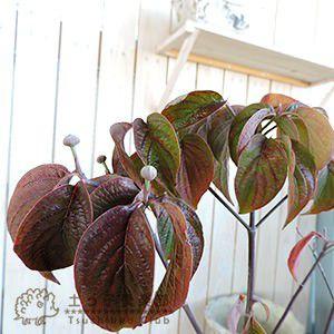 ハナミズキ 『 アップルブロッサム 』 5号鉢植え 花芽付き : 花と緑の