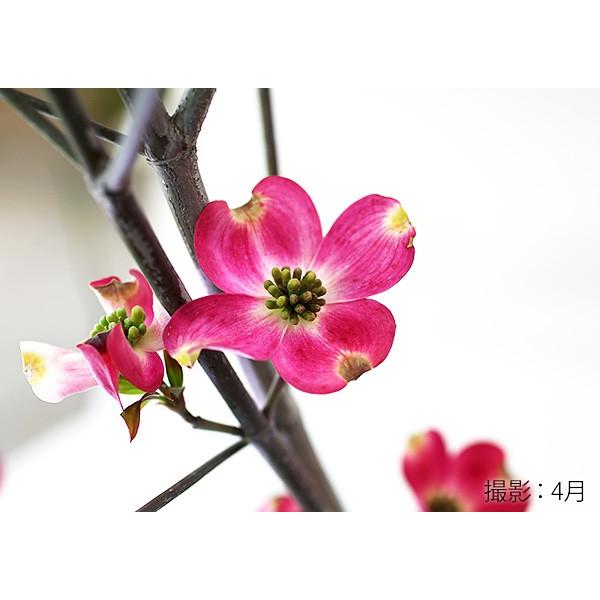 ハナミズキ アップルブロッサム 5号鉢植え 花芽付き Y 018 花と緑の専門店 土っ子倶楽部 通販 Yahoo ショッピング