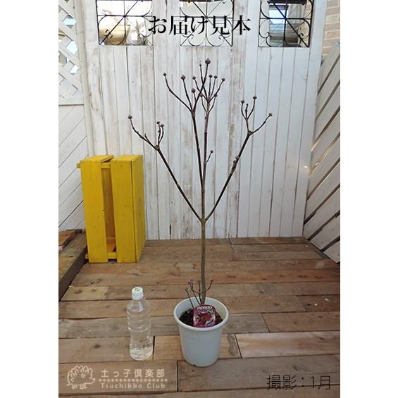 ハナミズキ 『 レッドビューティ 』 5号鉢植え : 花と緑の専門店 ハナミズキ 『 レッドビューティ 』 5号鉢植え : 花と緑の専門店