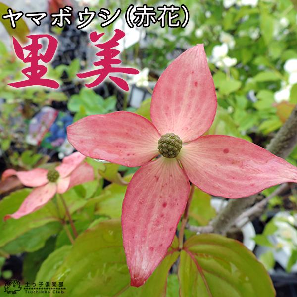 ヤマボウシ サトミ 赤花 18cmポット苗 Y 022 花と緑の専門店 土っ子倶楽部 通販 Yahoo ショッピング