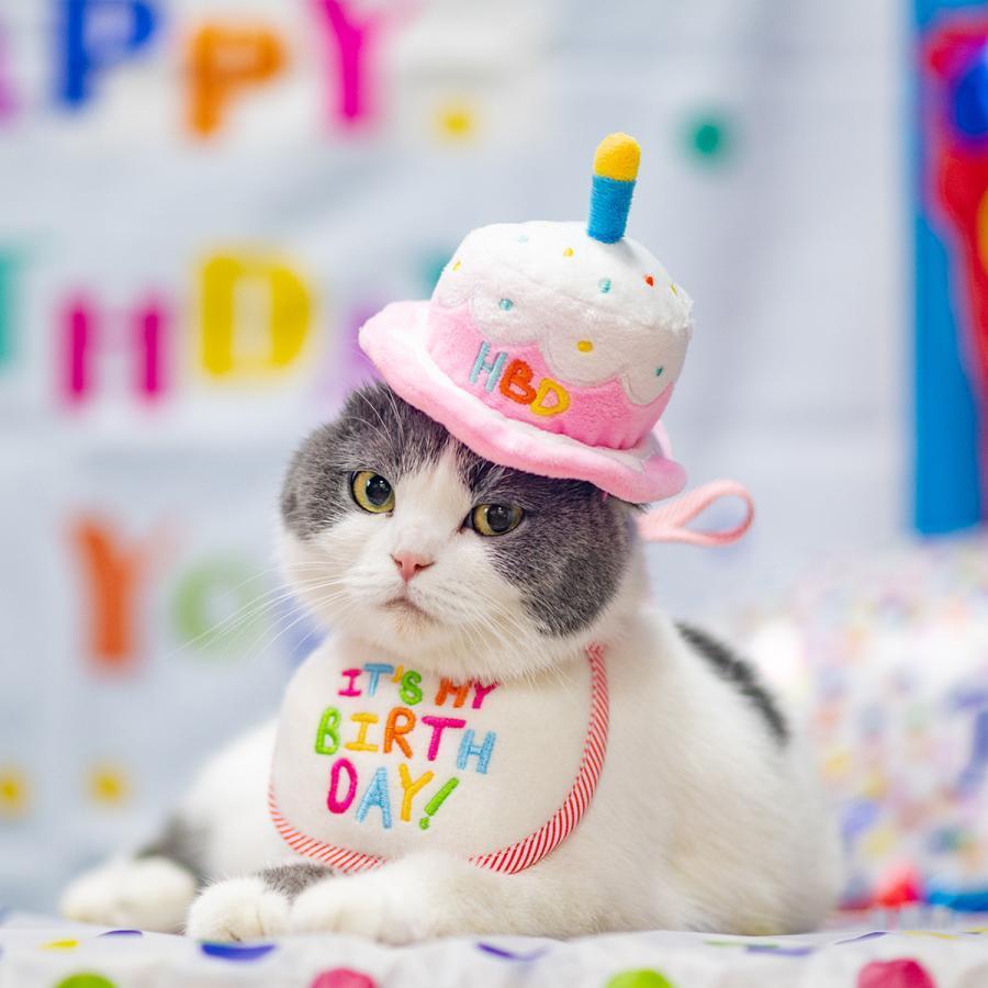 2点セット ペット 誕生日帽子 かぶりもの 帽子 ケーキ帽子 犬 猫 ペット コスプレ 小型犬 中型犬 大型犬 イベント 刺繍 happybirthday パーティー アクセサリー | ブランド登録なし