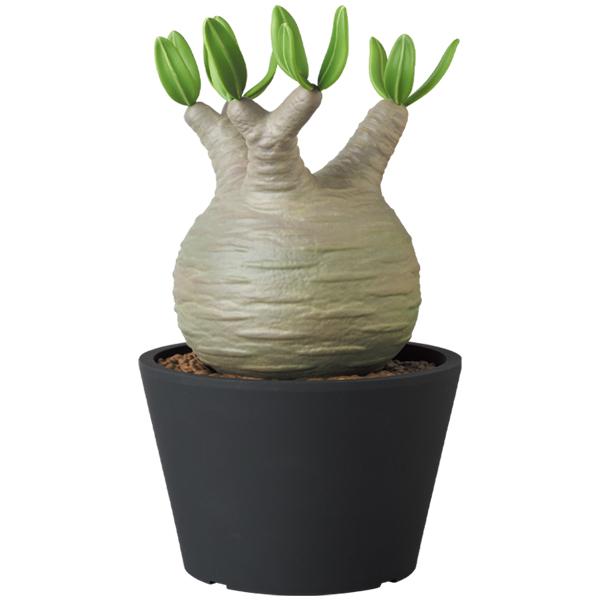 MEDICOM TOY（メディコム・トイ） VCD Pachypodium Gracilius