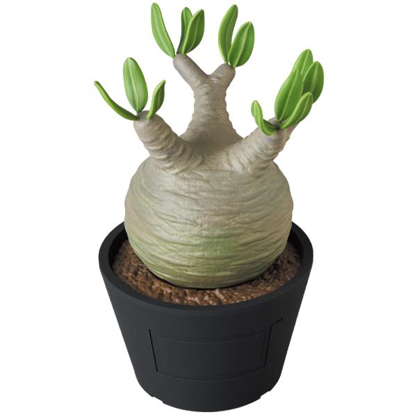 VCD Pachypodium Gracilius WHITE / BLACK