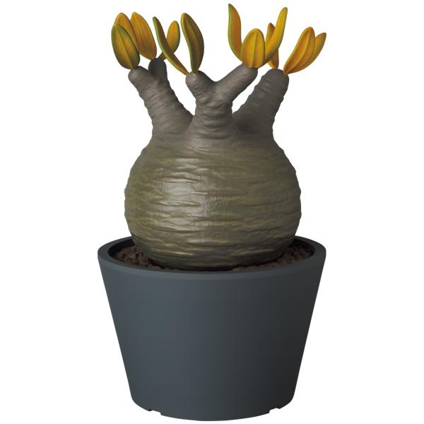 MEDICOM TOY（メディコム・トイ） VCD Pachypodium Gracilius AUTUMN
