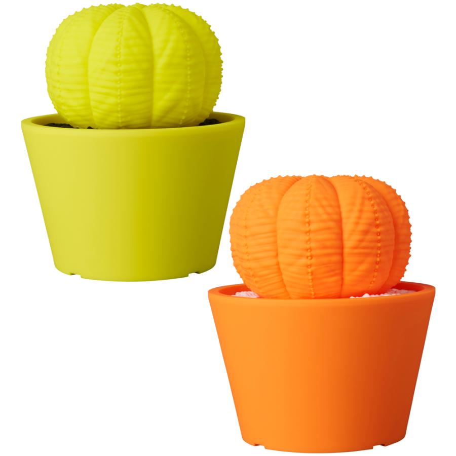 VCD Euphorbia obesa Fluorescent Yellow \u0026 BLACK／ Fluorescent Orange \u0026 WHITEの画像