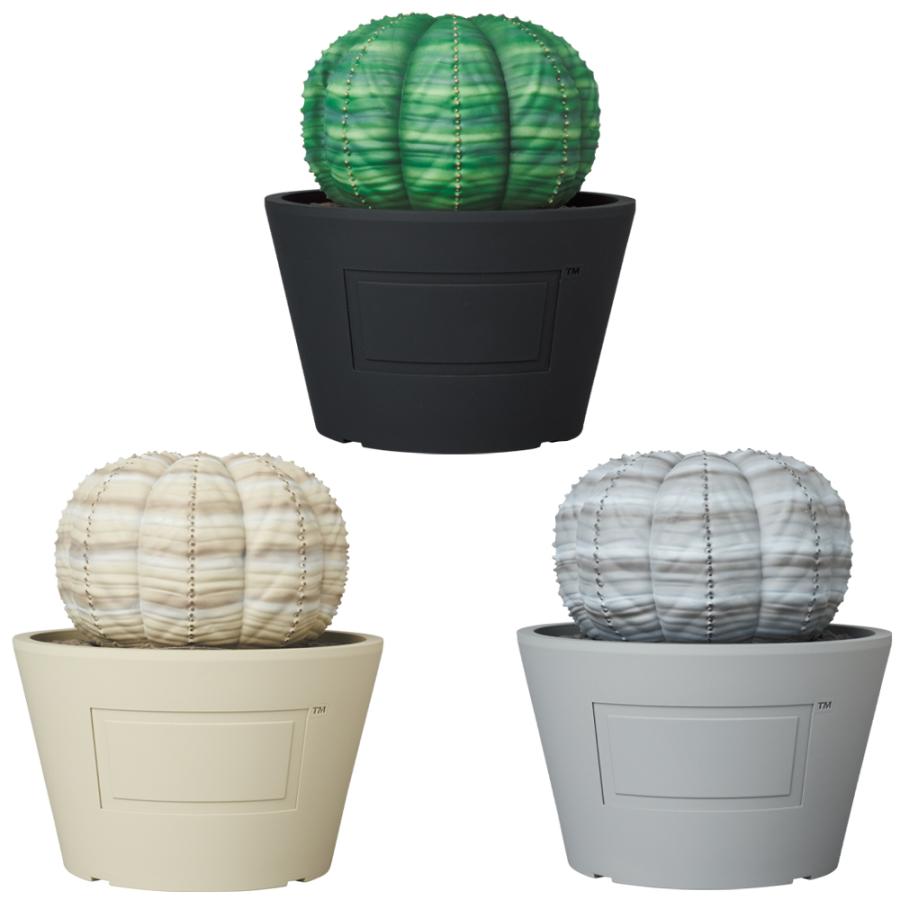 VCD Euphorbia obesa | MEDICOM TOY