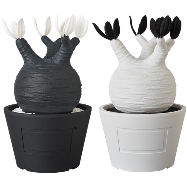 VCD Pachypodium Gracilius BLACK／WHITE | MEDICOM TOY