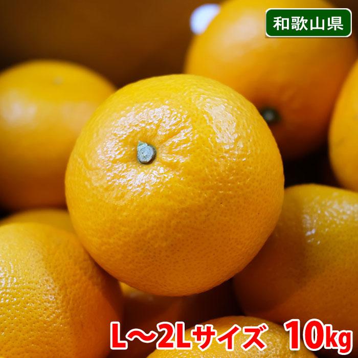 和歌山県産 八朔（はっさく）秀品 L〜2Lサイズ 10kg : 生鮮卸売市場