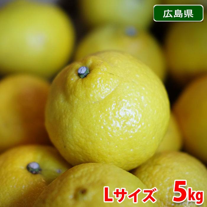 広島県産 はるか 秀品 Lサイズ 5kg （箱） 国産 みかん 柑橘 : 生鮮