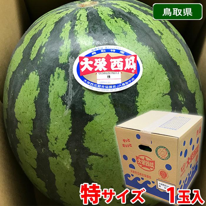 鳥取県産 すいか 大栄西瓜 無印 特サイズ 1玉入り （約11kg以上） 箱