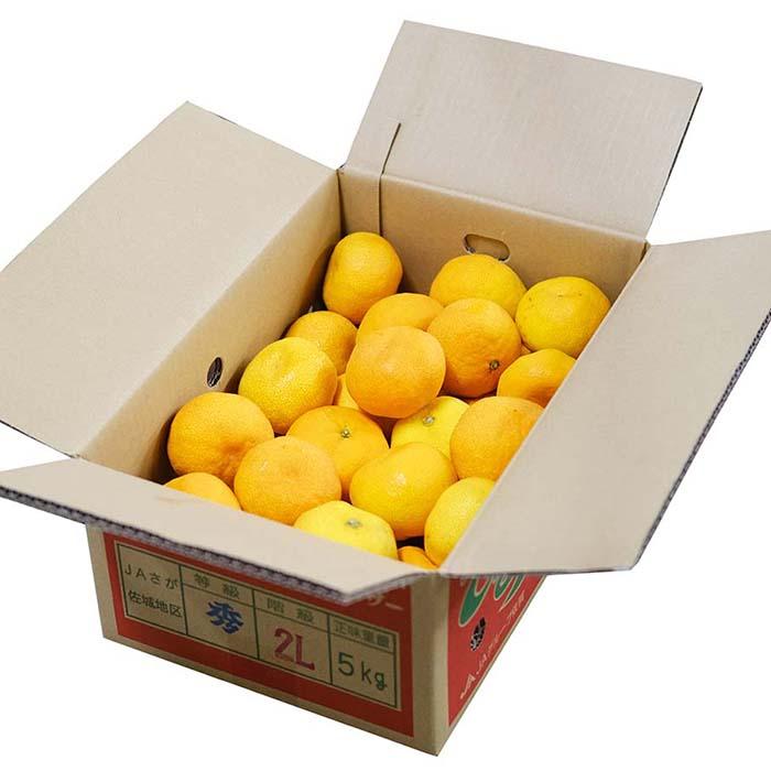 佐賀県産 ハウスみかん 秀品 L〜2Lサイズ 5kg （箱） : 生鮮卸売市場