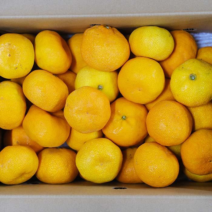 佐賀県産 ハウスみかん 秀品 L〜2Lサイズ 5kg （箱） : 生鮮卸売市場