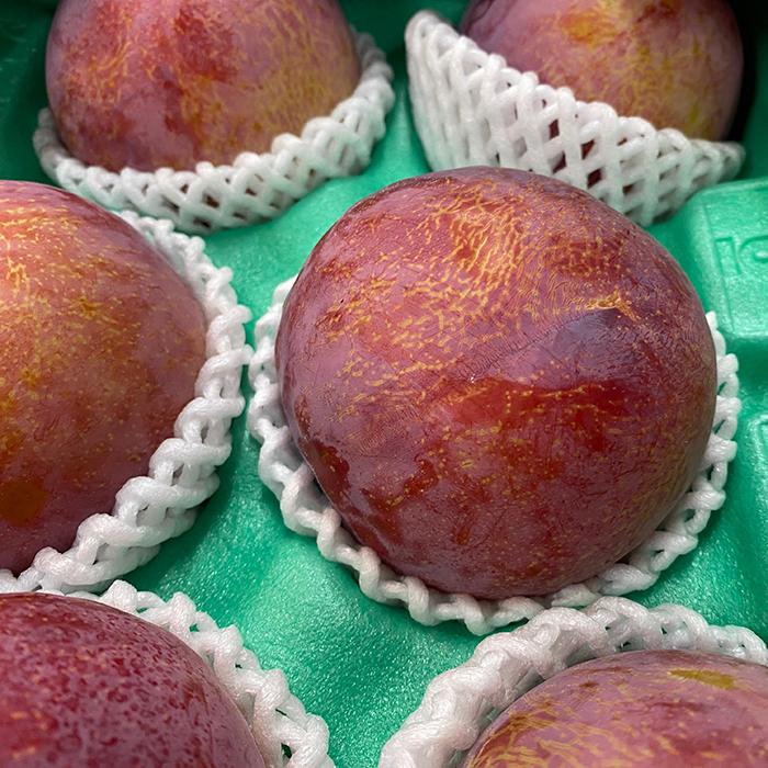 長野県産 プラム 貴陽 秀品 6〜9玉入り 約1.5kg （箱） : 生鮮卸売市場