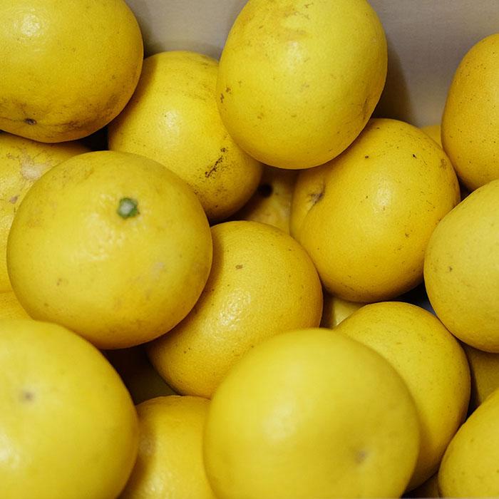 高知県産 土佐文旦 無印 L〜4Lサイズ 10kg （箱） 国産 柑橘 みかん 訳