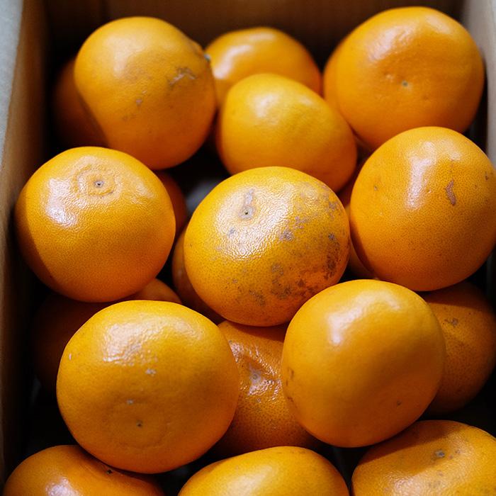 鹿児島県産 せとか 秀品 3L〜5Lサイズ 5kg （箱） 国産 みかん