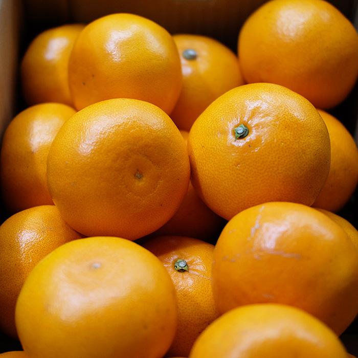 鹿児島県産 せとか 秀品 3L〜5Lサイズ 5kg （箱） 国産 みかん ギフト