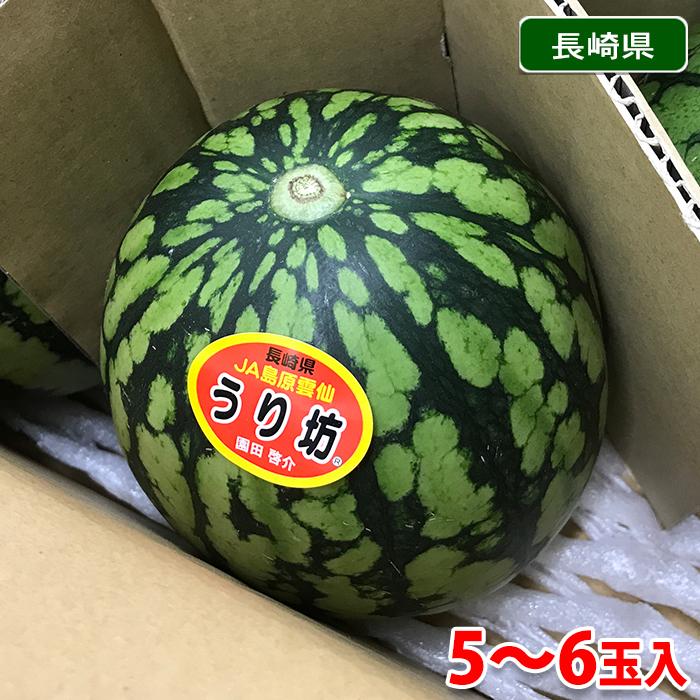 長崎県産すいか URIBO （うり坊） 秀品 5〜6玉入り （箱） : 生鮮卸売