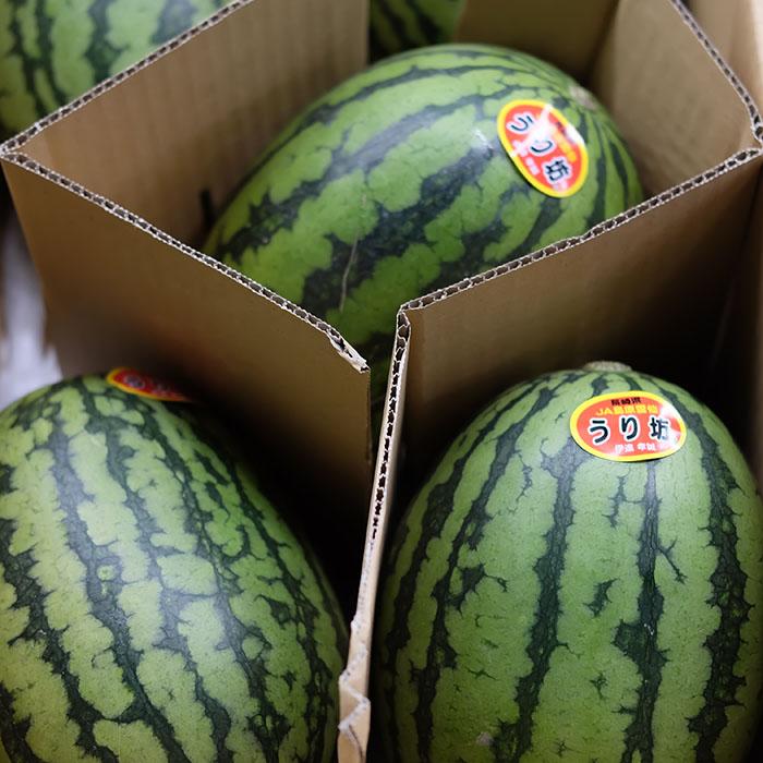 長崎県産すいか URIBO （うり坊） 秀品 5〜6玉入り （箱） : 生鮮卸売