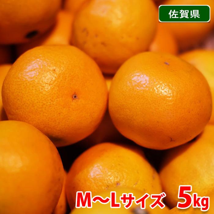 佐賀県産 みかん プレミアム 天山 秀品 M〜Lサイズ 5kg : 生鮮卸売市場