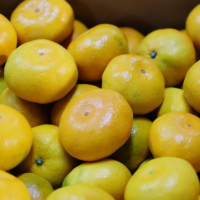 佐賀県産 みかん プレミアム 天山 秀品 M〜Lサイズ 5kg : 生鮮卸売市場
