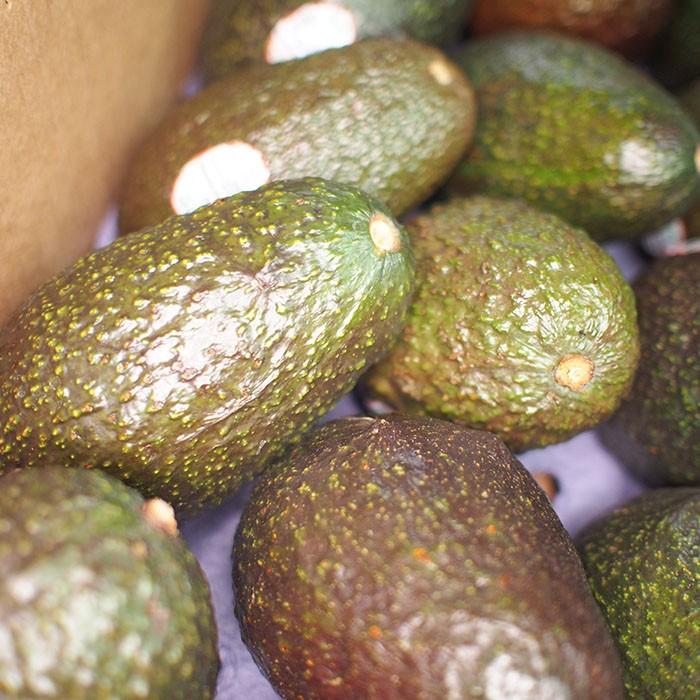 メキシコ産 アボカド 24〜30玉入り （箱） : 生鮮卸売市場 - 通販