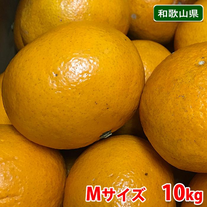和歌山県産 紀南 サンフルーツ Mサイズ 10kg （箱） : 生鮮卸売市場