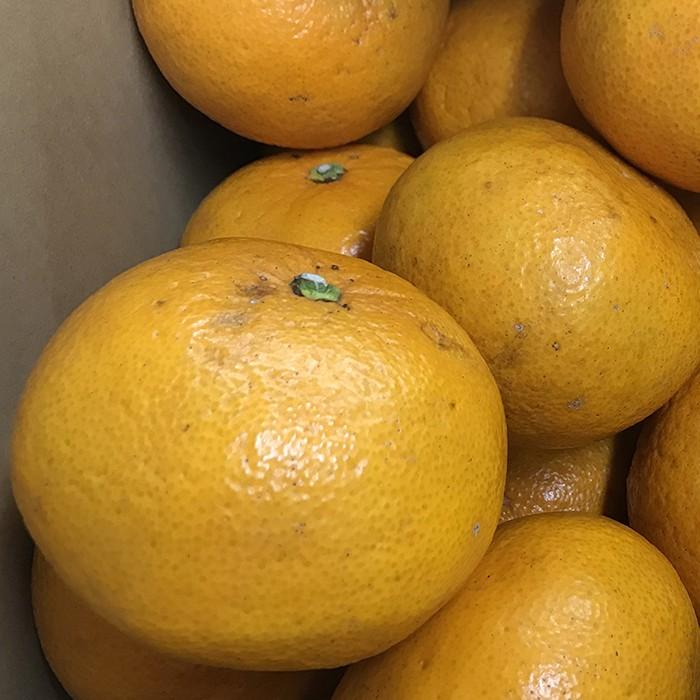 和歌山県産 紀南 サンフルーツ Mサイズ 10kg （箱） : 生鮮卸売市場
