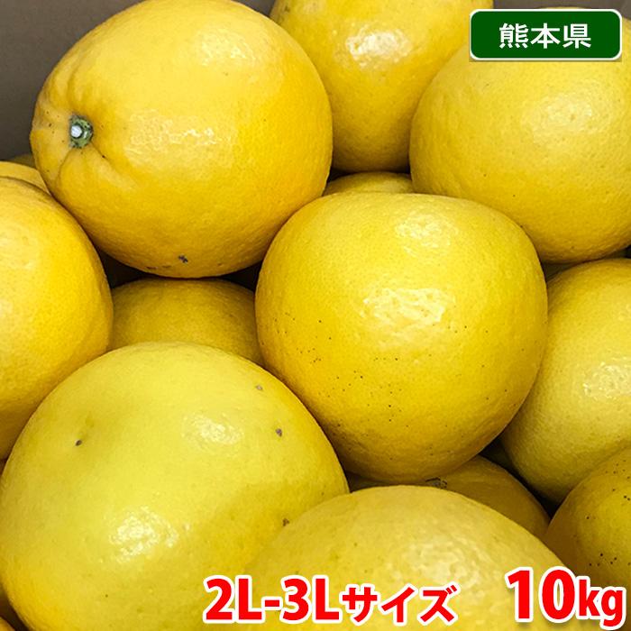 熊本県産 晩柑オレンジ （ジューシーオレンジ） 秀品 2L〜3Lサイズ