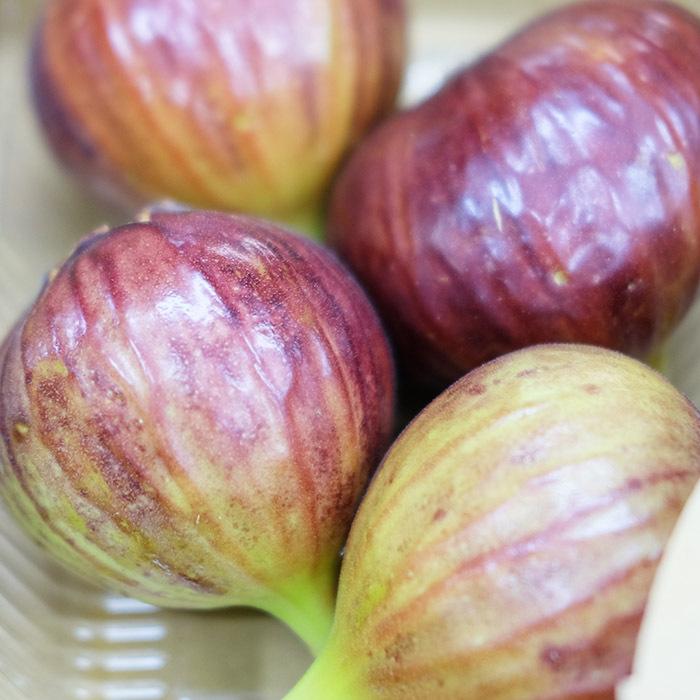 エカチェリーナイチジク4種セット エカチェリーナ様専用イチジク4種セット 鉢植え栽培セット