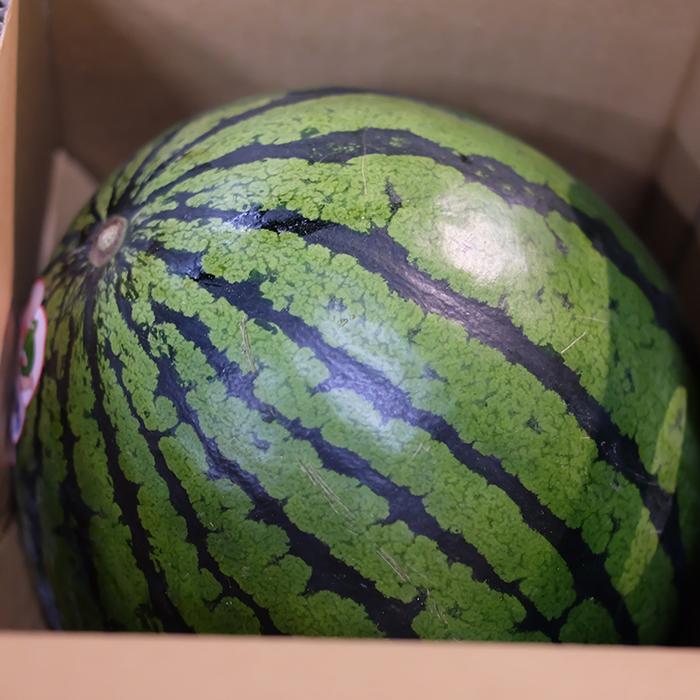 千葉県産 富里すいか B等級 MAサイズ 2玉入り （約5〜6kg×2玉） 箱