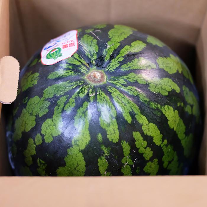 千葉県産 富里すいか B等級 MAサイズ 2玉入り （約5〜6kg×2玉） 箱